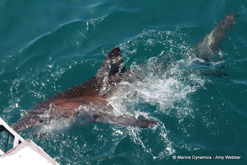 Bronze whaler sharks, South Africa