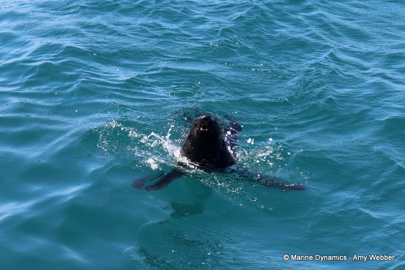 Bronze whaler sharks, South Africa