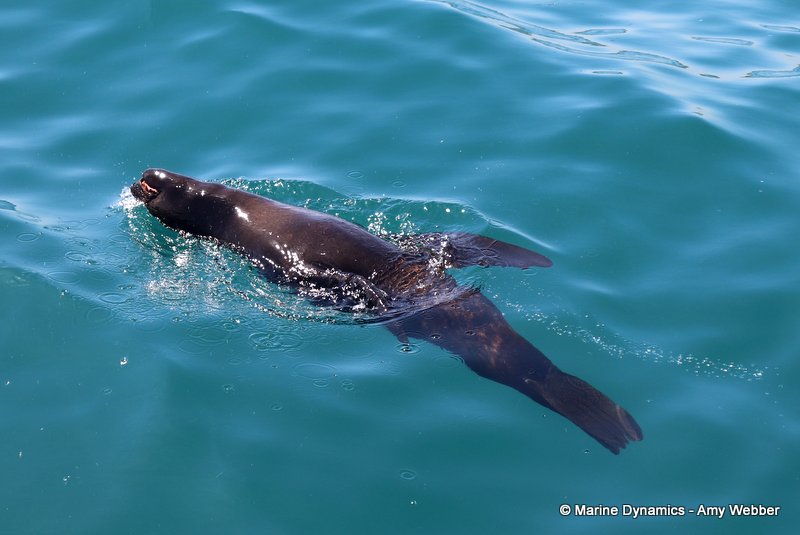 Shark Cage Diving, South Africa