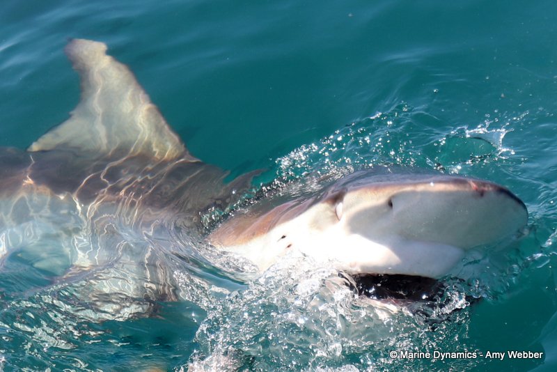 Bronze whaler sharks, South Africa