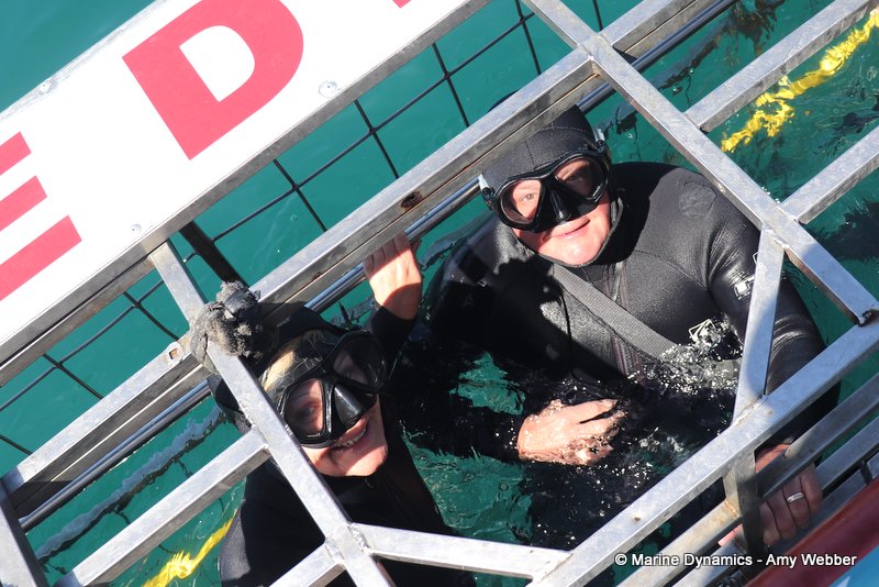 Shark Cage Diving, South Africa