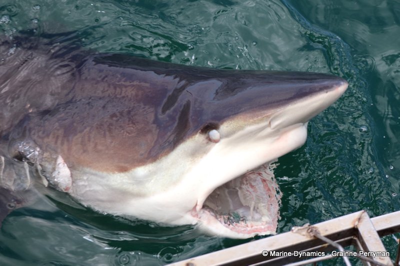 Bronze whaler shark, Shark Cage Diving, South Africa
