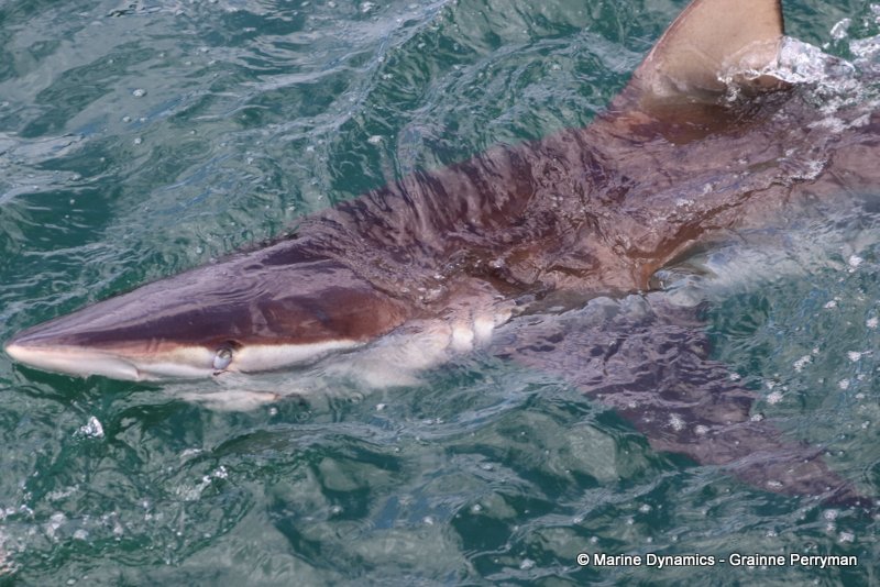 Bronze whaler shark, Shark Cage Diving, South Africa