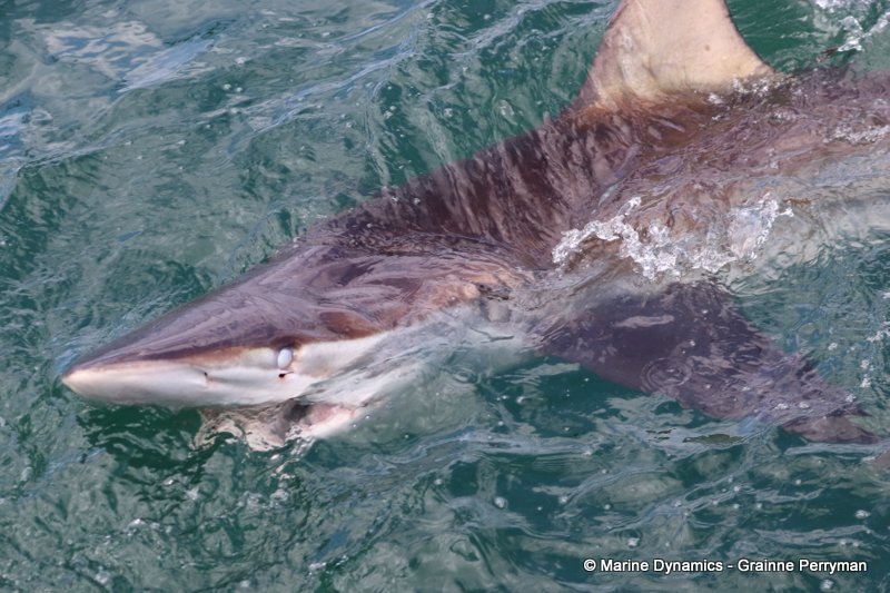 Bronze whaler shark, Shark Cage Diving, South Africa