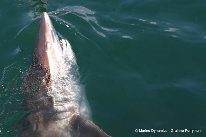 Bronze whaler shark, Shark Cage Diving, South Africa
