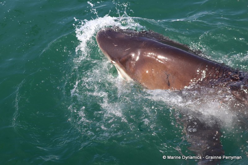 Bronze whaler shark, Shark Cage Diving, South Africa