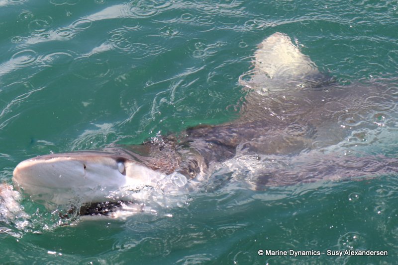 Bronze whaler sharks, South Africa