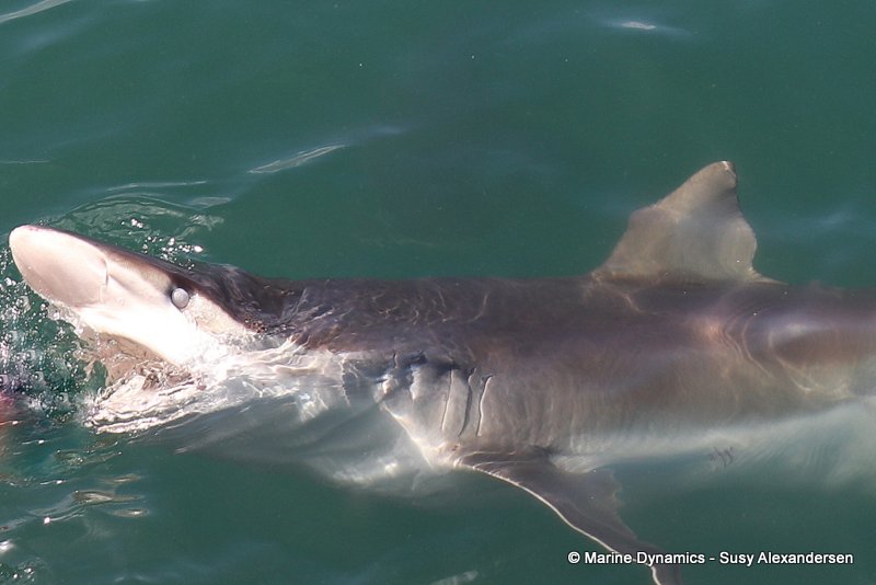 Bronze whaler sharks, South Africa