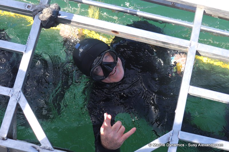Shark cage diving, south africa