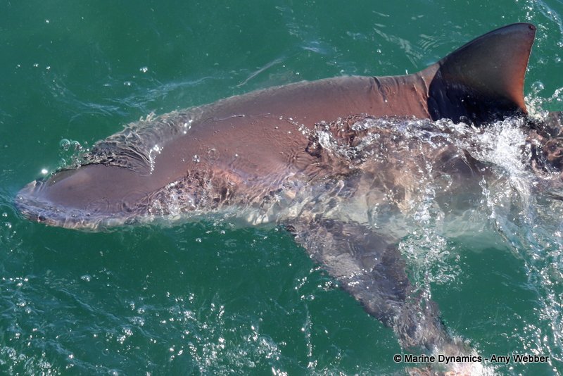 Bronze whaler sharks, South Africa