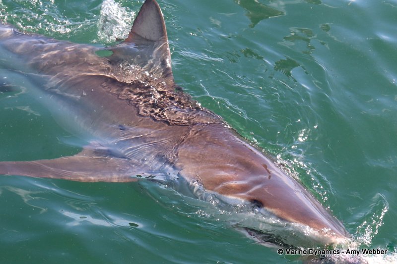 Bronze whaler sharks, South Africa