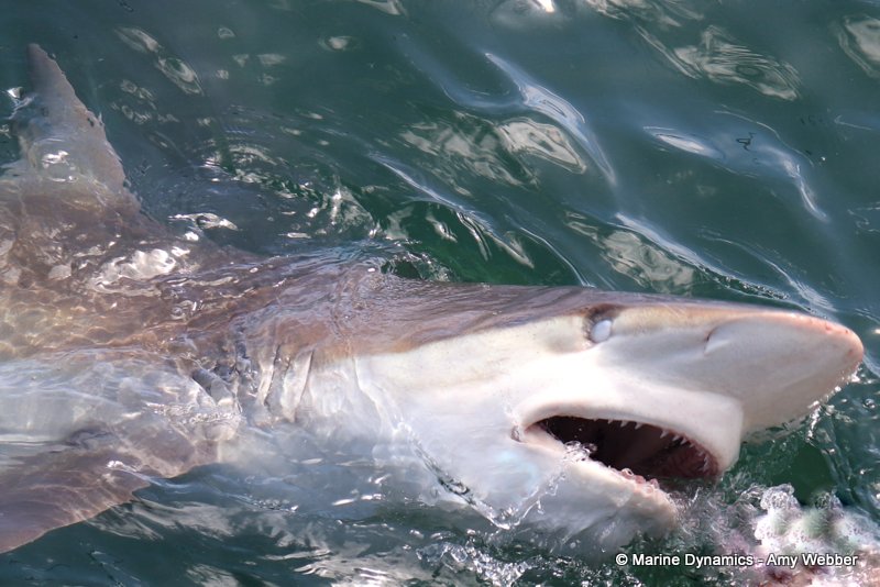 Bronze whaler sharks, South Africa