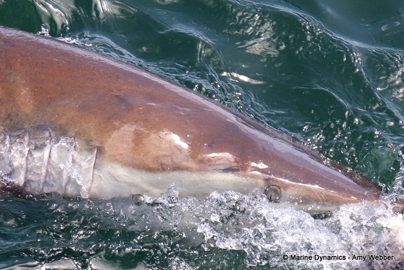 Bronze whaler sharks, South Africa