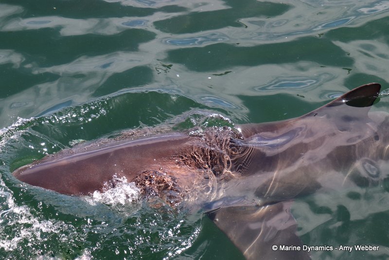 Bronze whaler sharks, South Africa