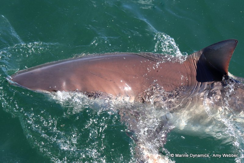 Bronze whaler sharks, South Africa
