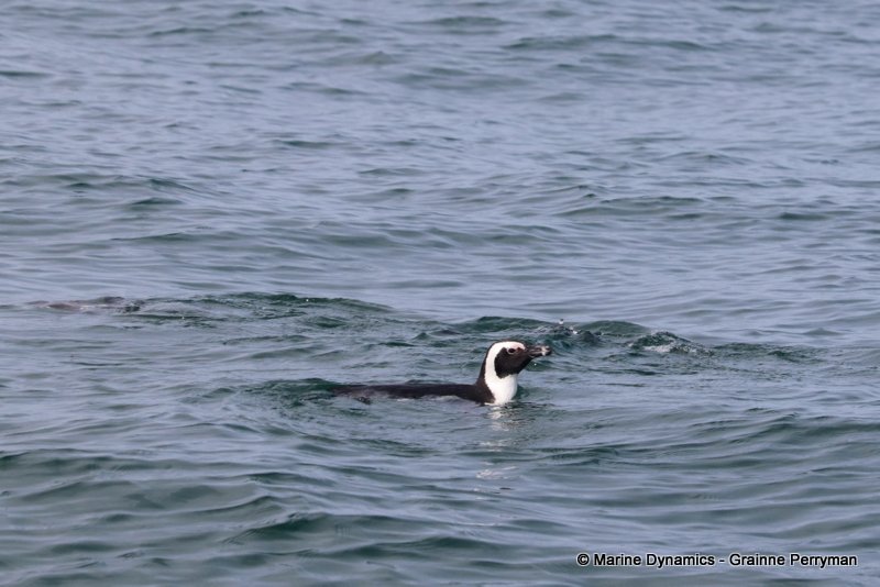 African penguins, South Africa