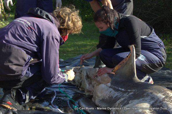 Bite mark wounds to the tail of the Great White shark