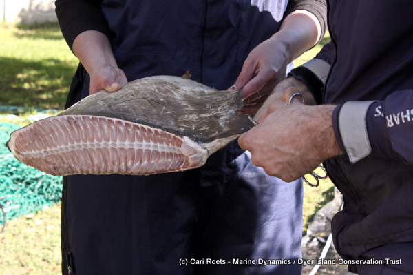 Great White shark dorsal fin