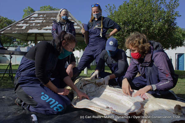 No organs present in the Great White shark carcass