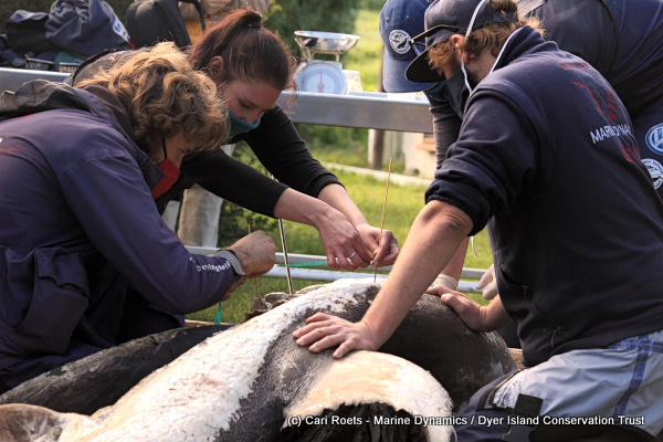 Marine biologists measuring the gills of a Great White shark