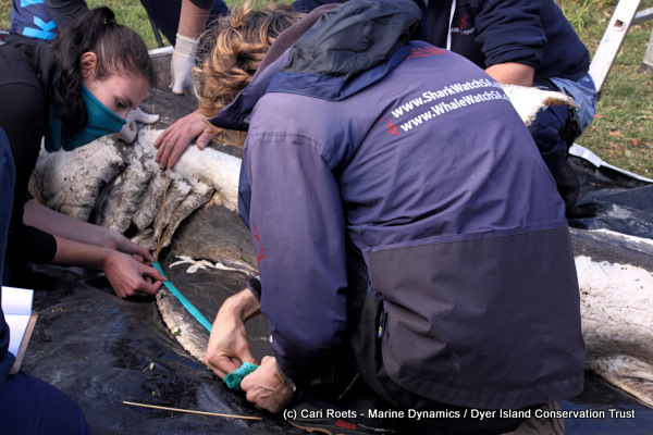 Marine biologists measuring the pectoral fins of a Great White shark