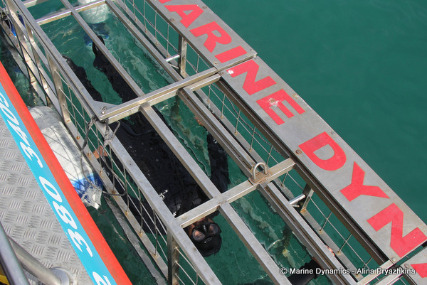 Shark Cage Diving, South Africa
