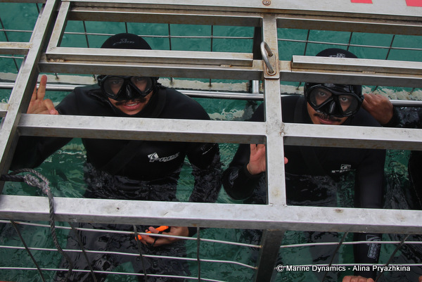 Shark Cage Diving, South Africa
