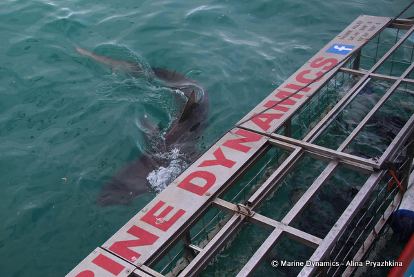 Bronze Whaler shark, South Africa