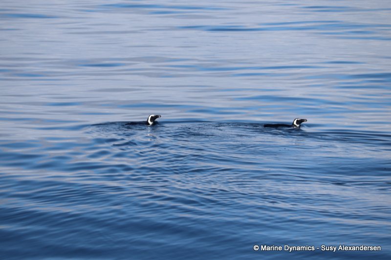 African penguins, South Africa