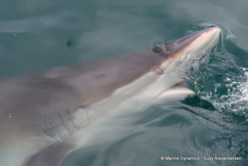 Bronze whaler shark, South Africa
