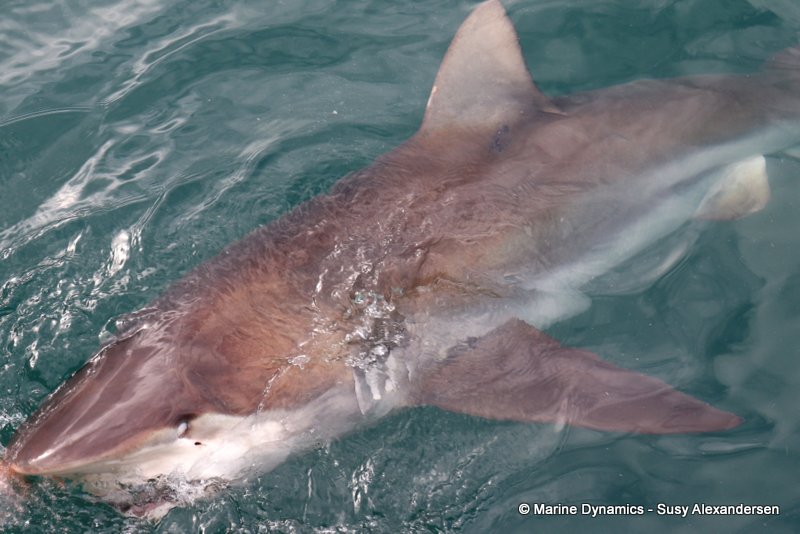 Bronze whaler shark, South Africa