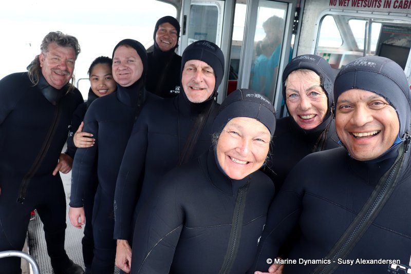 Shark cage diving, South Africa
