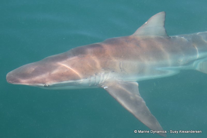 Bronze whaler shark, South Africa