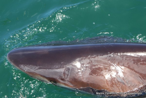 Bronze whaler shark, Shark cage diving, Gansbaai, Western Cape