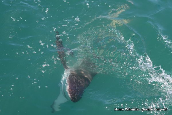 Bronze whaler shark, Shark cage diving, Gansbaai, Western Cape