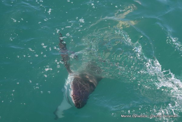 Bronze whaler shark, Shark cage diving, Gansbaai, Western Cape