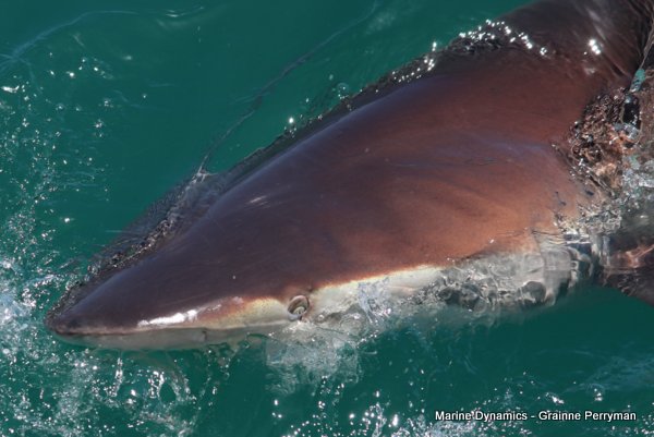 Bronze whaler shark, Shark cage diving, Gansbaai, Western Cape