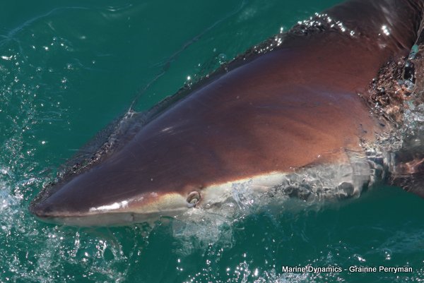 Bronze whaler shark, Shark cage diving, Gansbaai, Western Cape