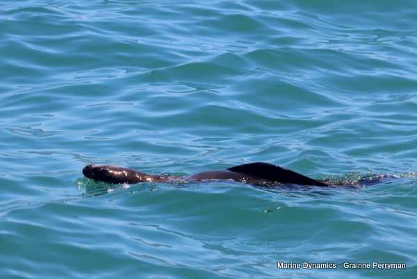 Cape fur seal, Shark cage diving, Gansbaai, Western Cape