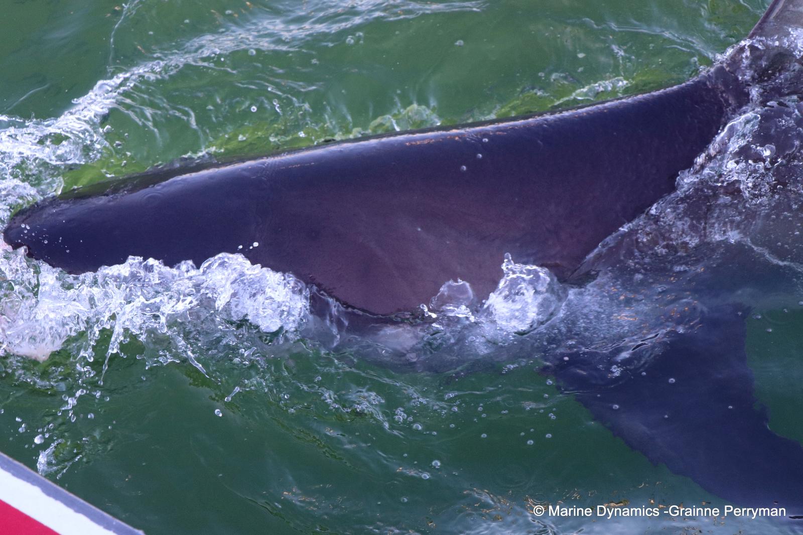 Bronze whaler shark, South Africa