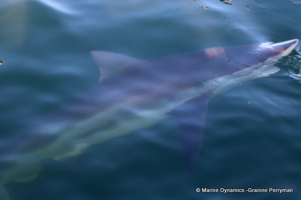 Bronze whaler shark, South Africa