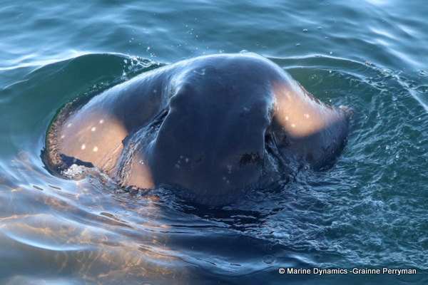 Short-tail stingray, South Africa