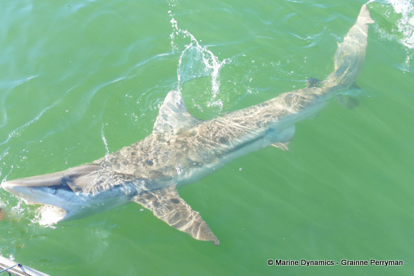 Bronze whaler shark, South Africa 