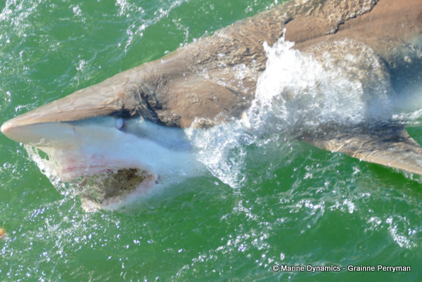 Bronze whaler shark, South Africa 