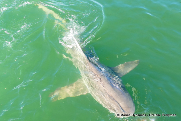 Bronze whaler shark, South Africa 