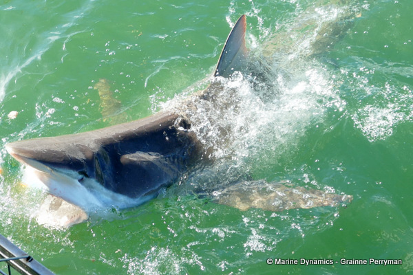 Bronze whaler shark, South Africa 