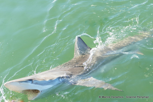 Bronze whaler shark, South Africa 