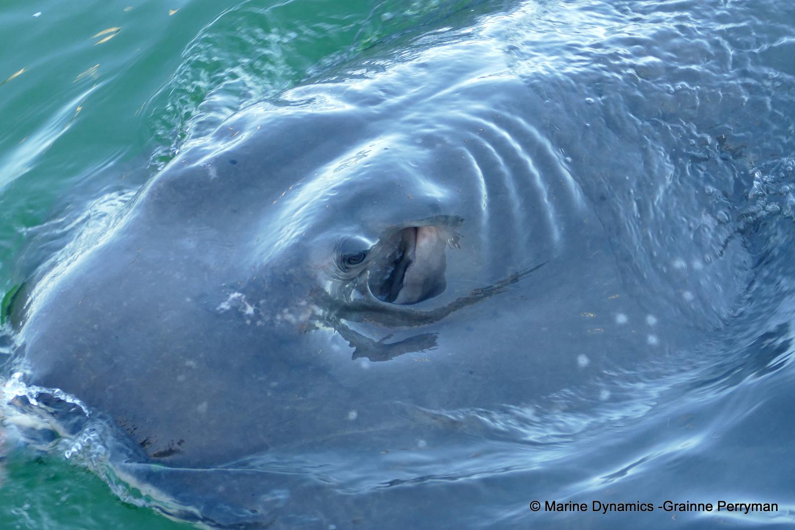 Short-tail stingray, South Africa