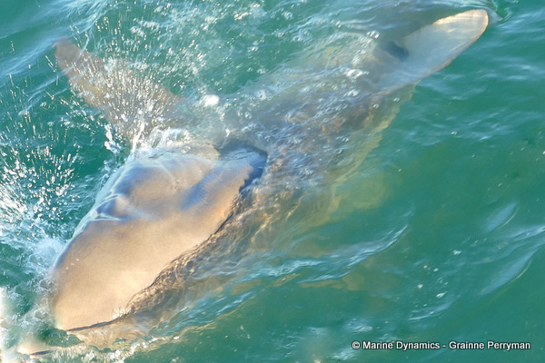 Bronze whaler shark, South Africa