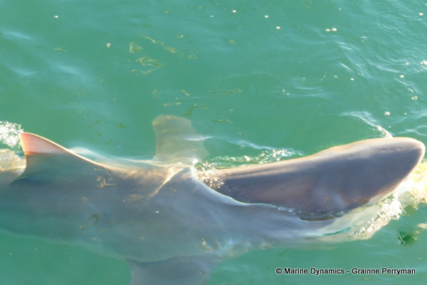 Bronze whaler shark, South Africa